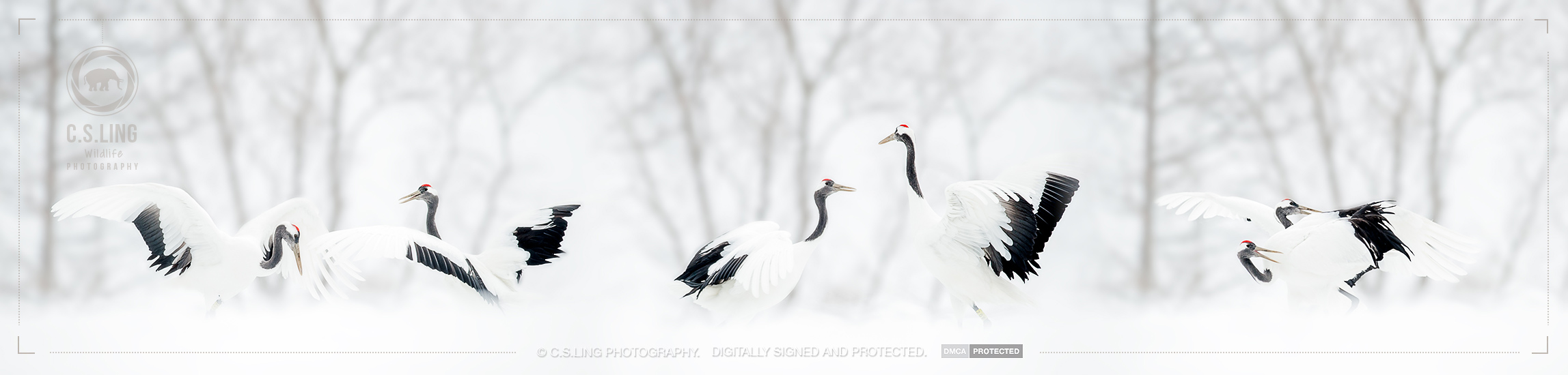 csling_japan_crane-dance-1