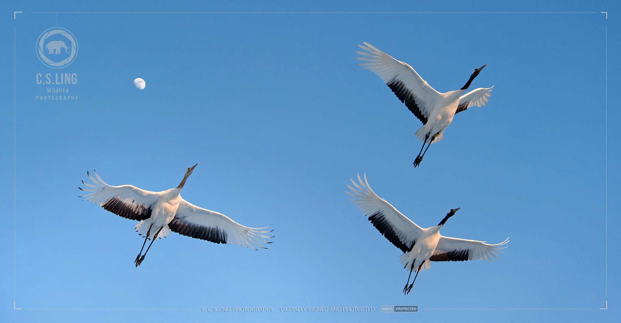 Red-crowned cranes flying overhead (Moon in background)