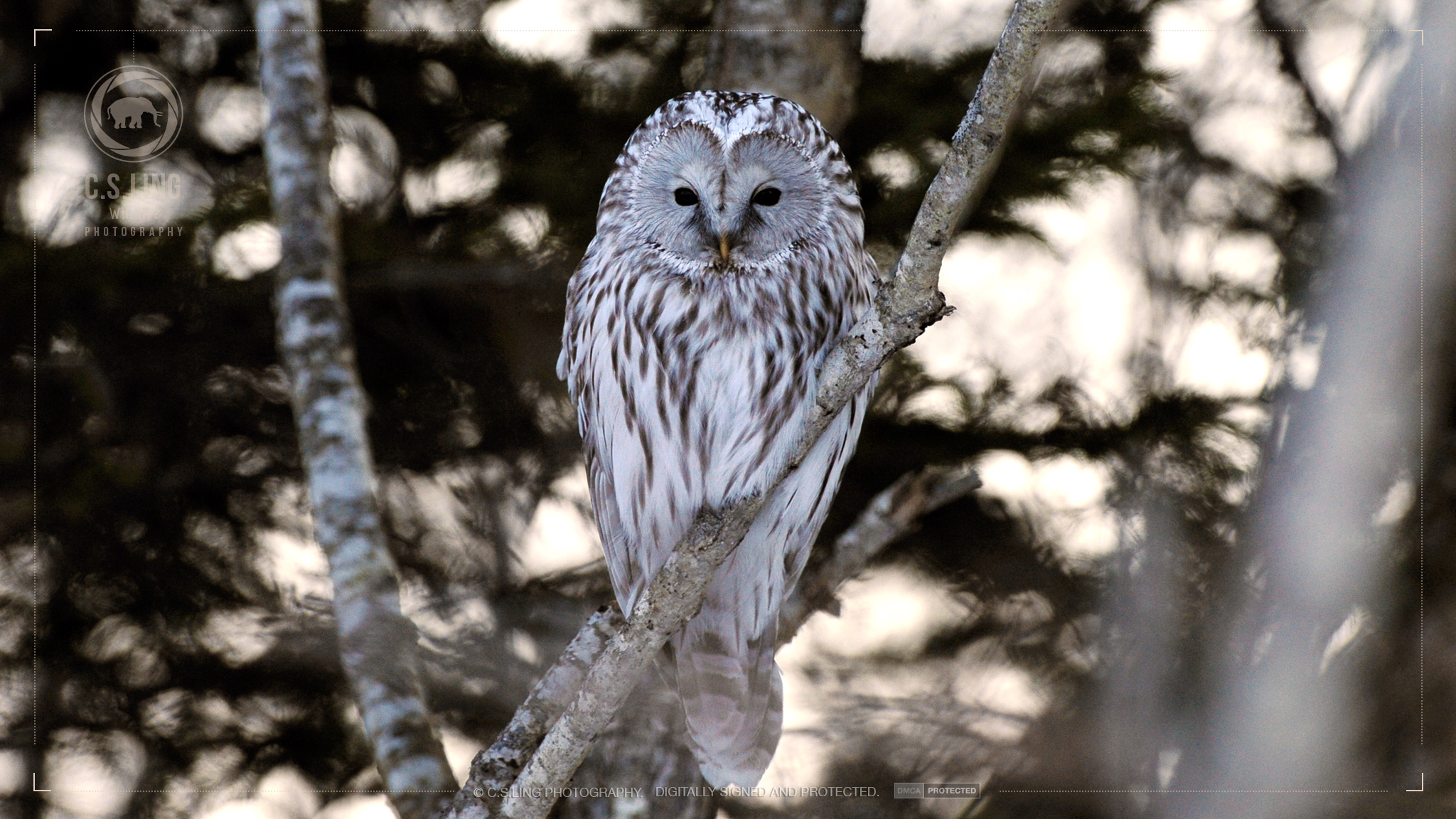 csling_japan_ural-owl_2