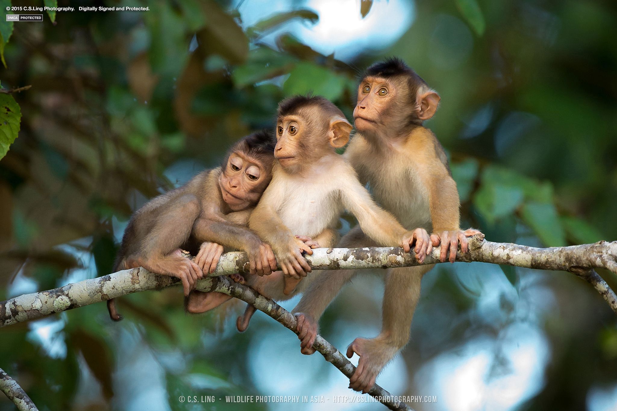 Cutest Animal Photos | Top Wildlife Photographer C.S.Ling