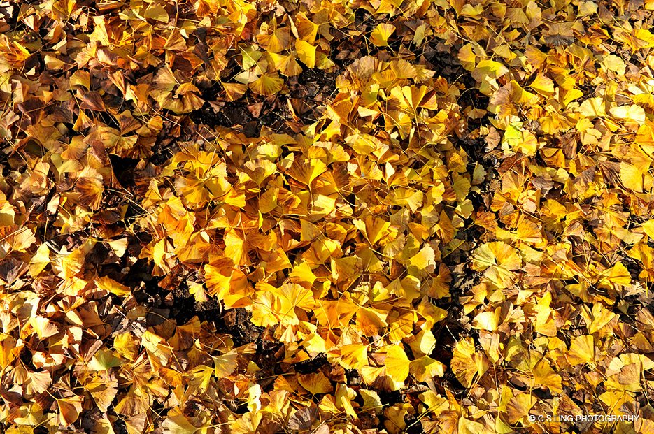 Post's featued image.