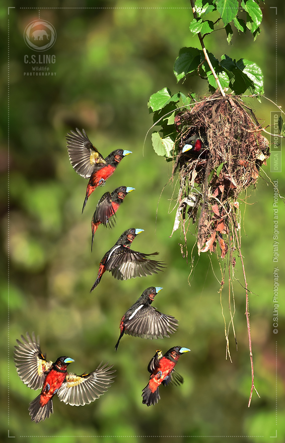 Back-and-red Broadbill nest flight | Top Wildlife Photographer