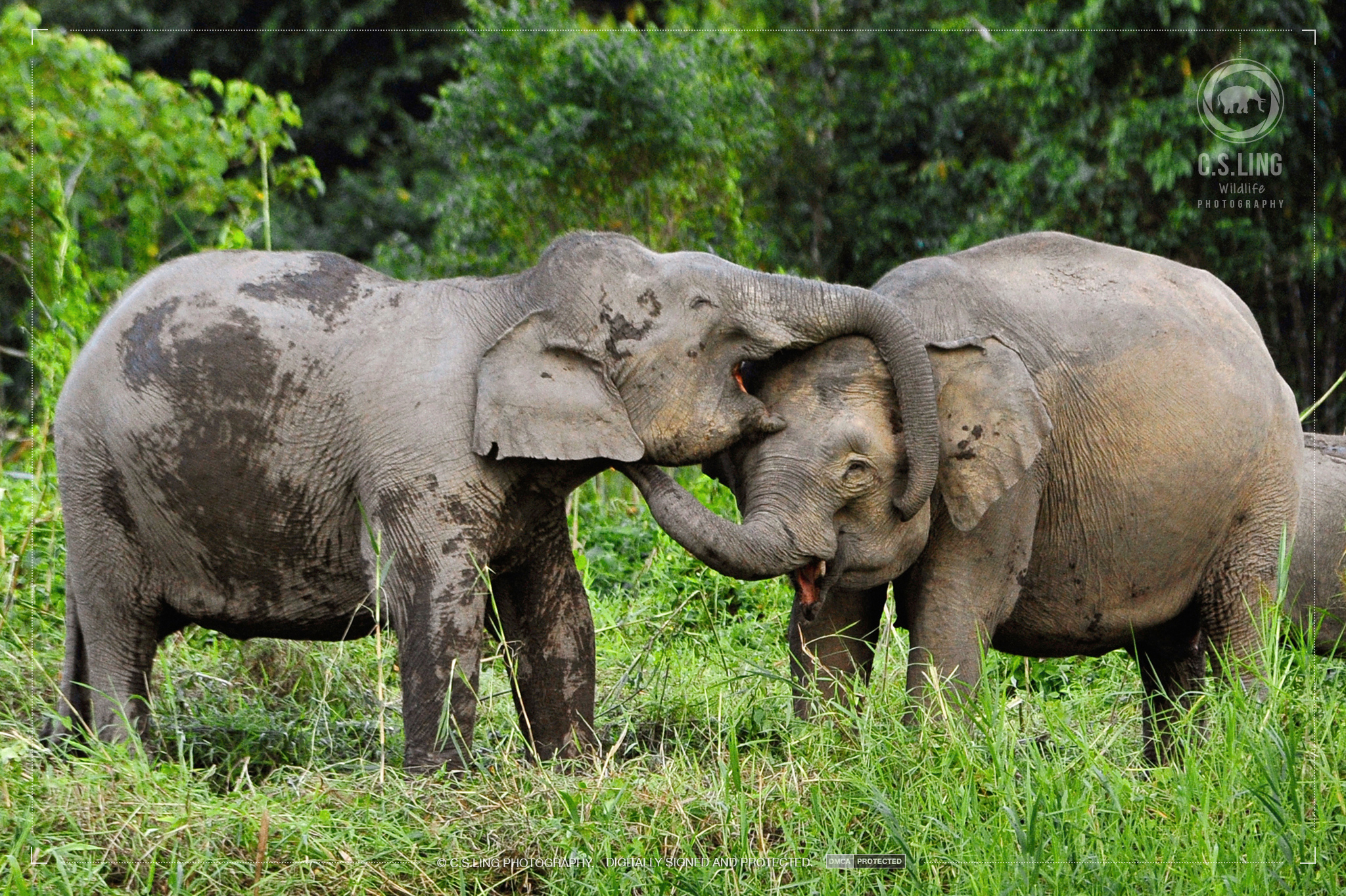 Borneo Pygmy Elephant greeting | Amazing Wildlife Photos