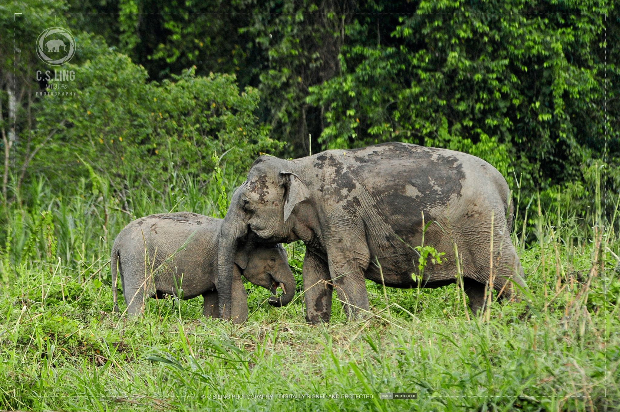 Borneo Pygmy Elephant Mother and Baby | Borneo Wildlife Photos