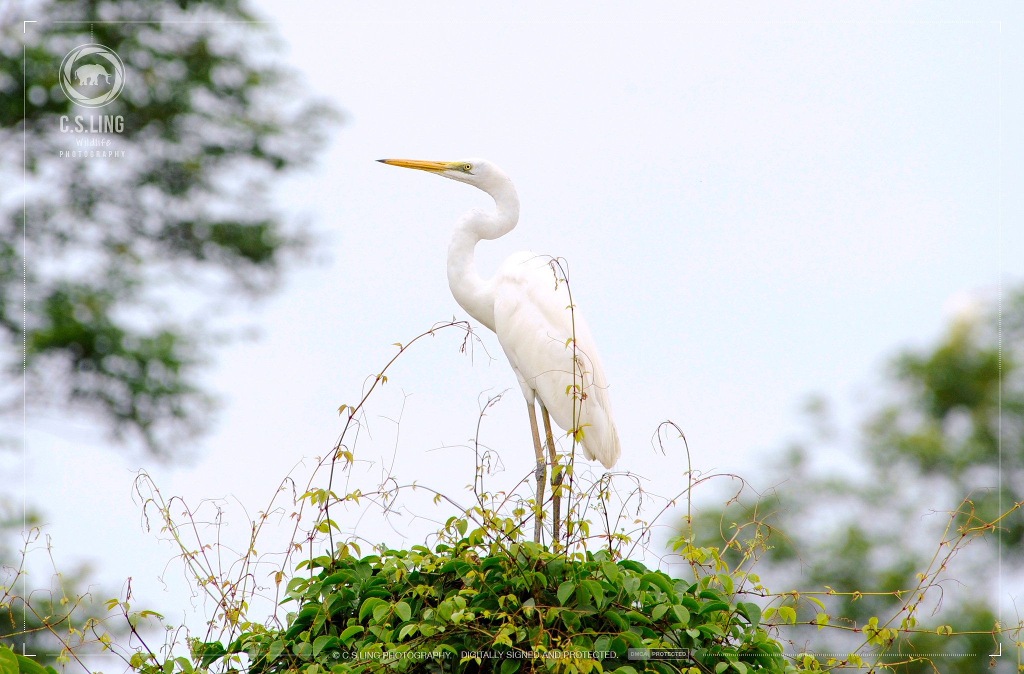 Great Egret Perched on Tree | Borneo Birds Photos