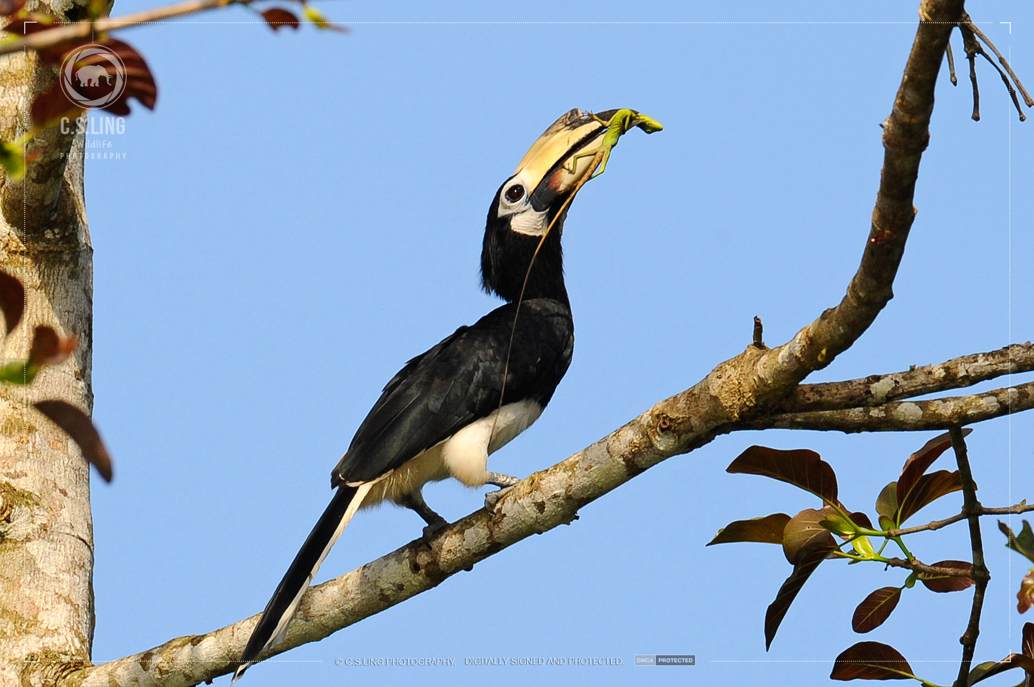 Oriental Pied Hornbill with prey | Top Wildlife Photographer Asia