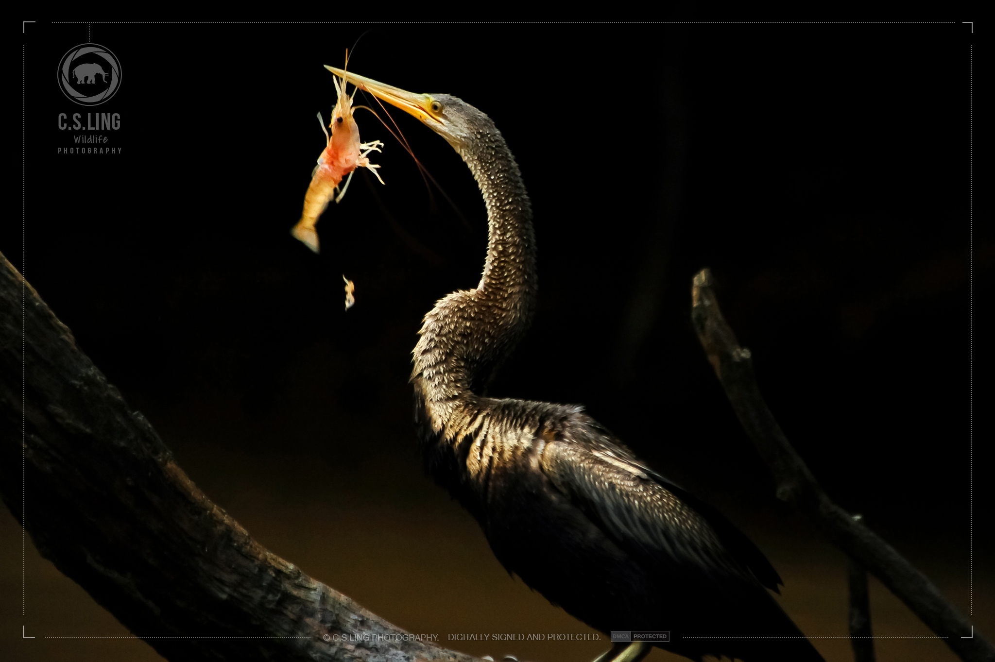 Oriental Darter caught a river prawn | Wildlife of Borneo