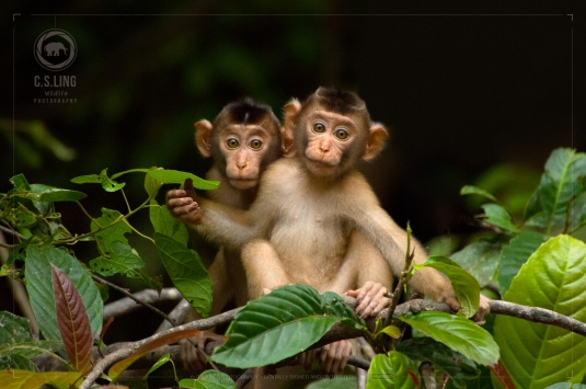 Pig-tailed Macaque Young Siblings | Cute Animal Photos | Wildlife of Borneo