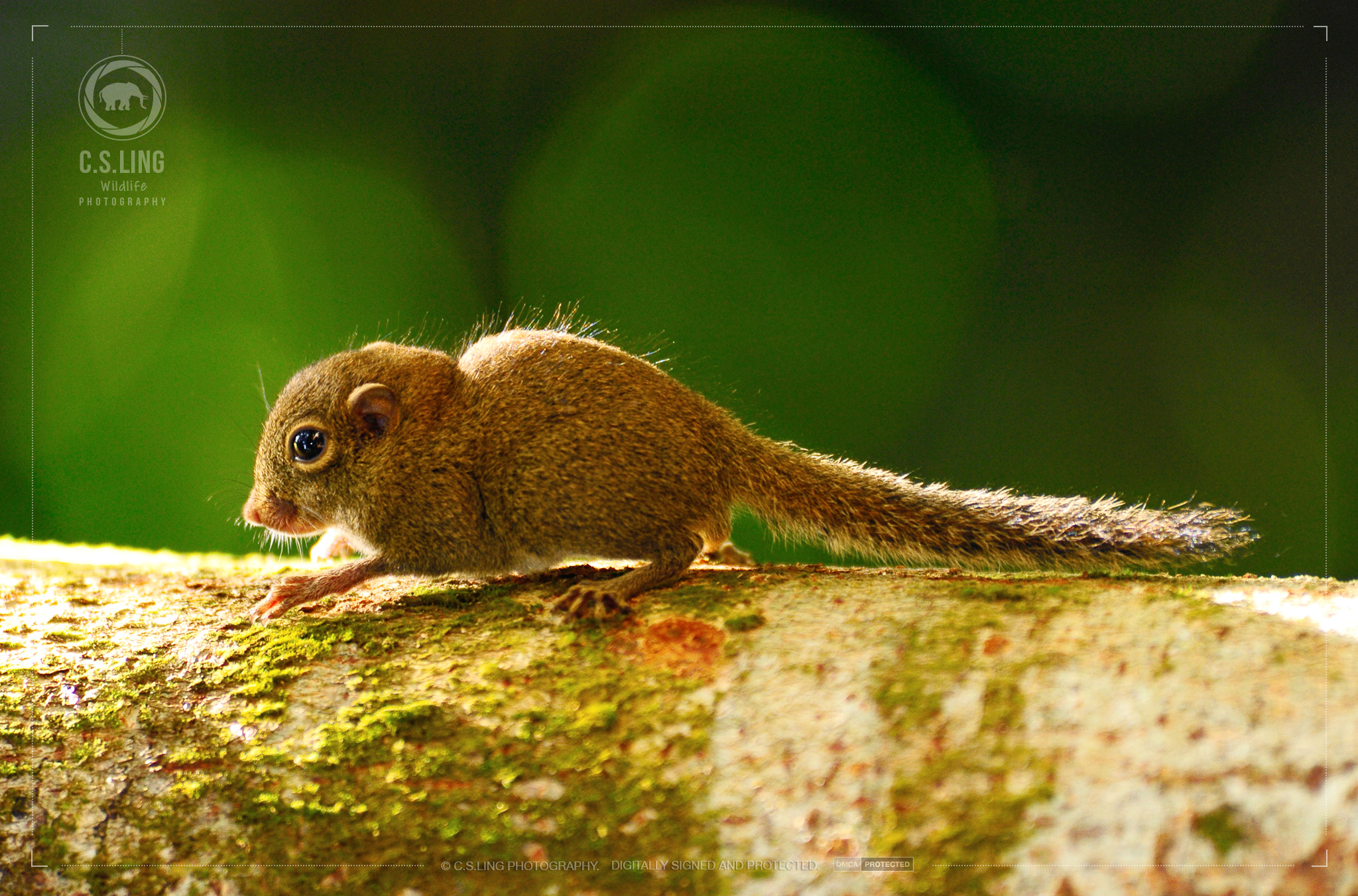 Plain Pygmy Squirrel | Borneo Wildlife Photo Tours