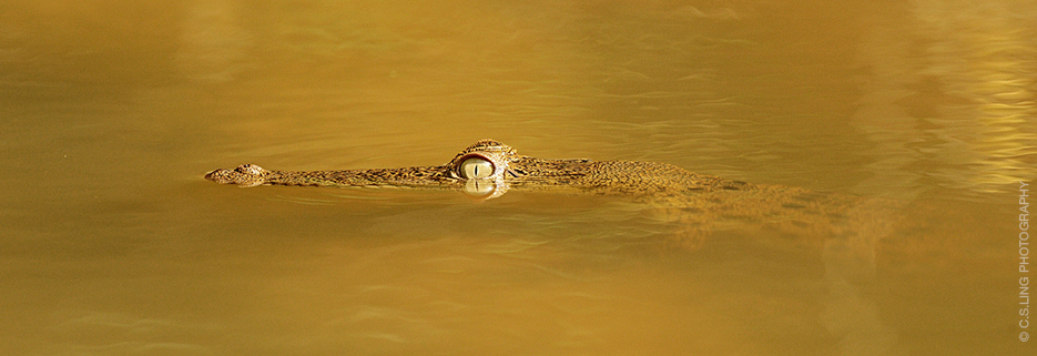 Post's featued image.