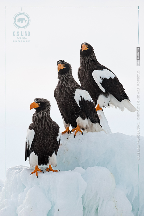 Steller's Sea Eagles in Japan | Wildlife Photography