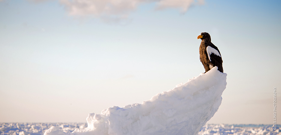 Post's featued image.