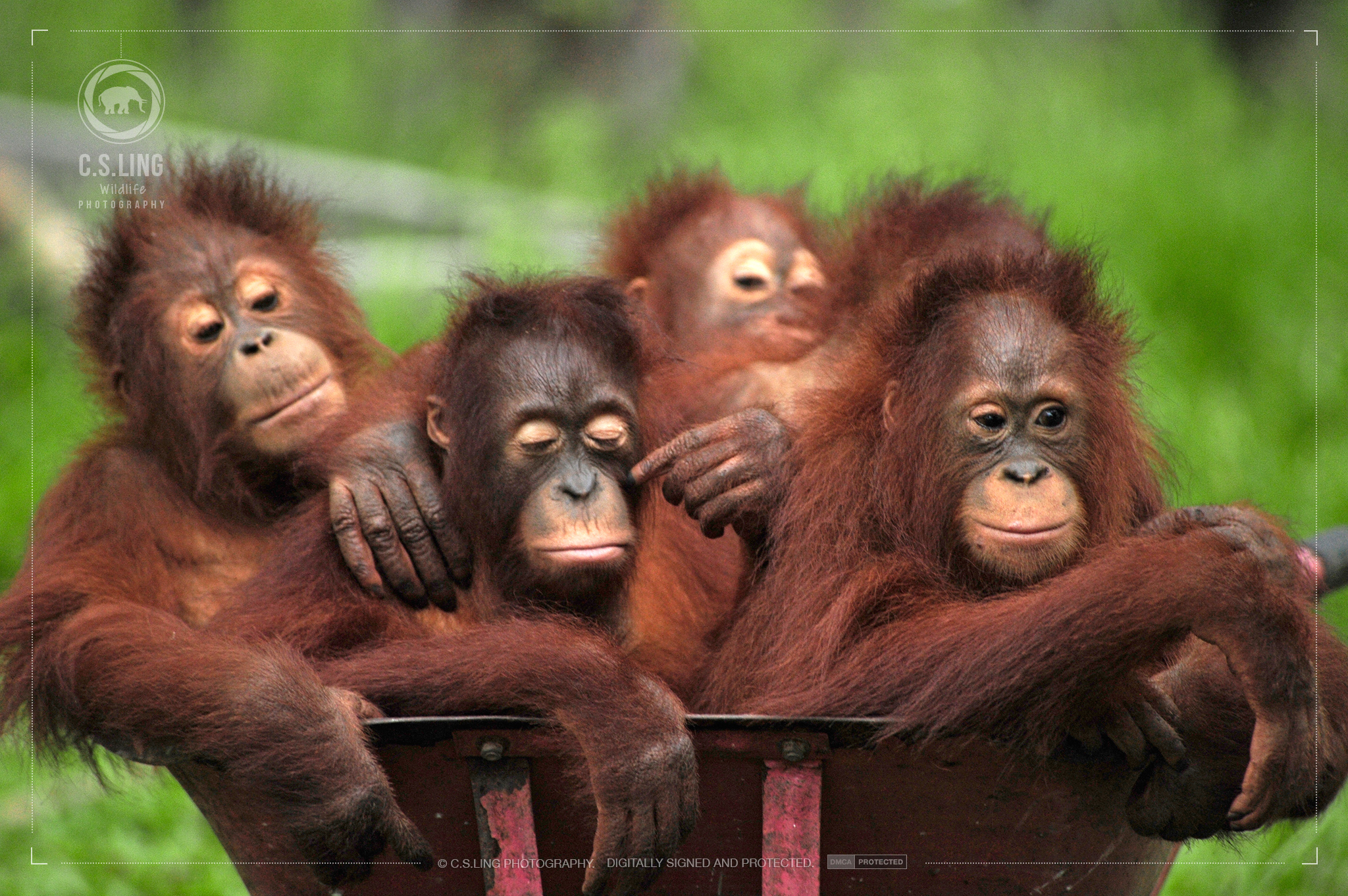 Orangutans in Wheelbarrow Forest School | Wildlife Conservation Photographer C.S.Ling