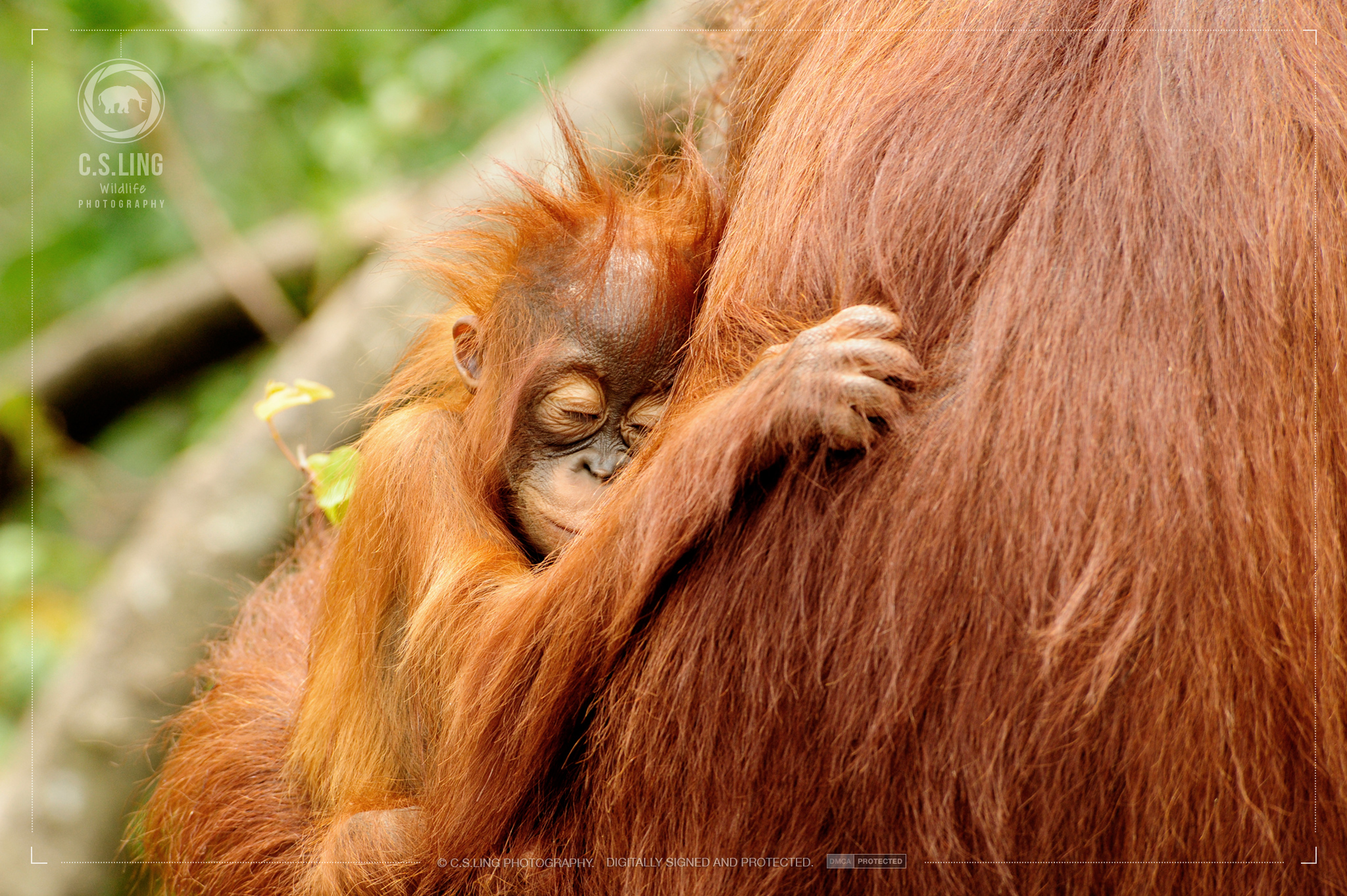 Endangered Orangutans Mother & Child | Best Wildlife Photos by C.S.Ling