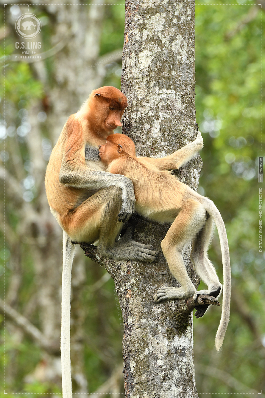 Nikon D500 Photos: Proboscis Monkey Nursing | Top Wildlife Photographer
