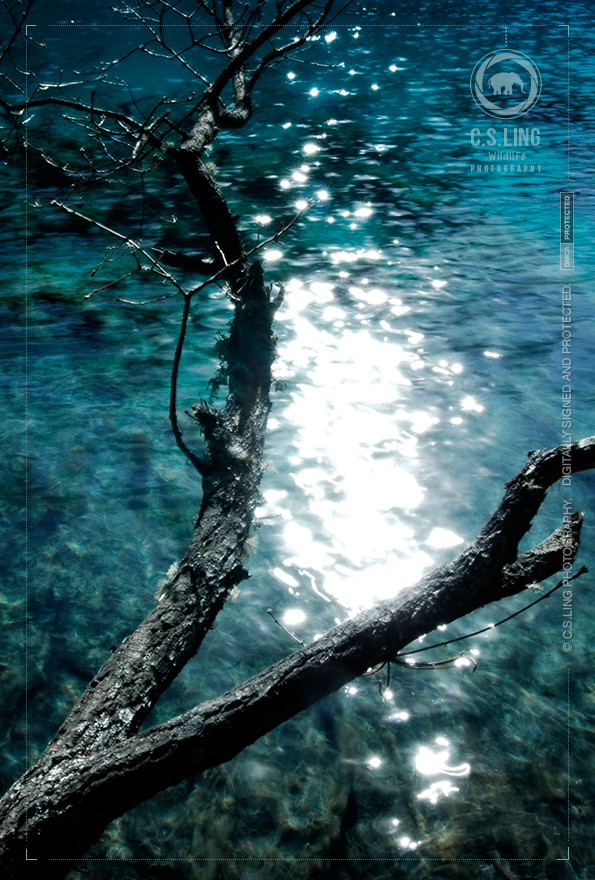 Five Flower Lake, Jiu Zhai Gou | Best Photographer In Asia