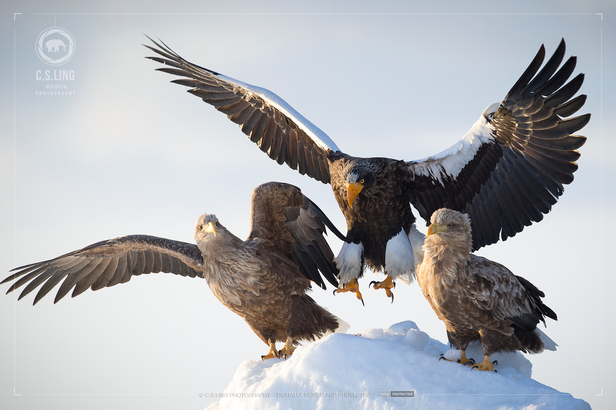 Japan Wildlife Steller's Sea Eagle Landing | Best Wildlife Photos by C.S.Ling