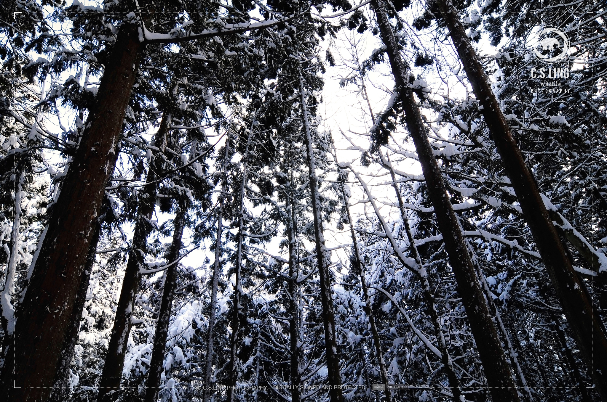 Jigokudani Snow-covered Pine Forest | Japan Landscape by C.S.Ling