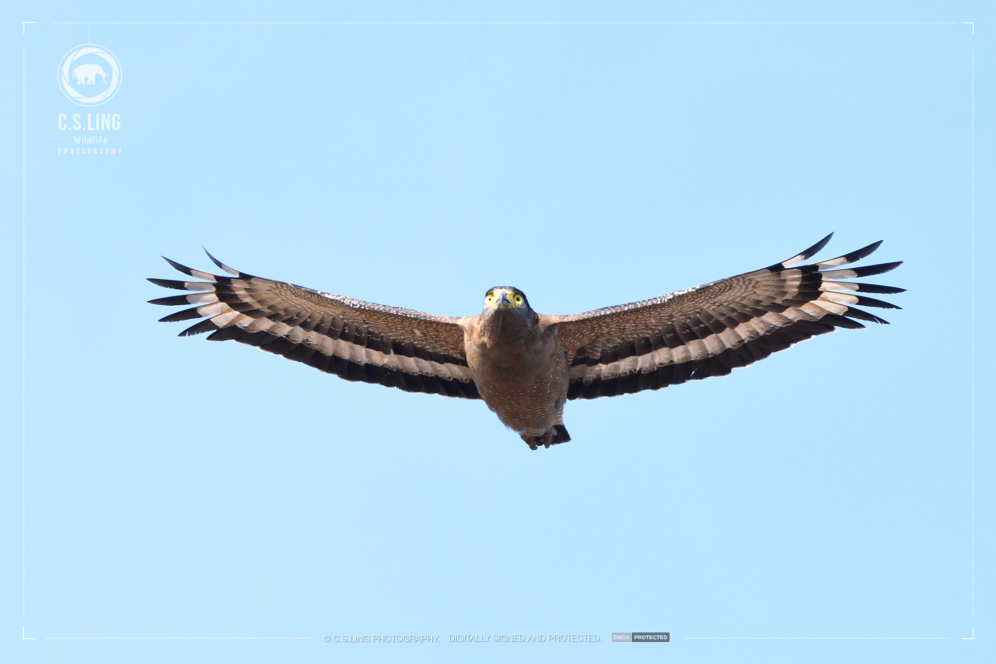 Nikon D500 Photo: Crested serpent eagle flying by C.S.Ling