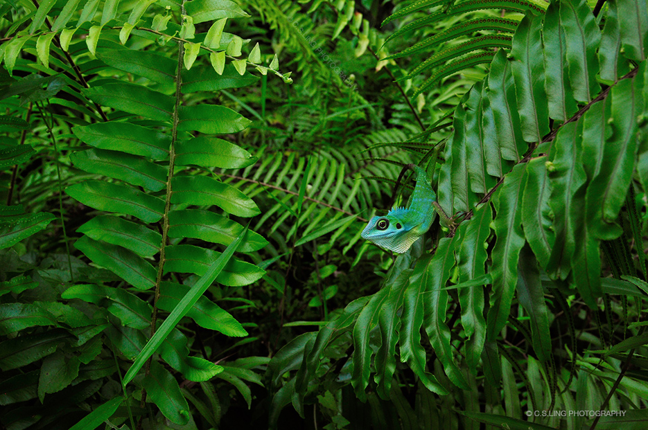 Post's featued image.