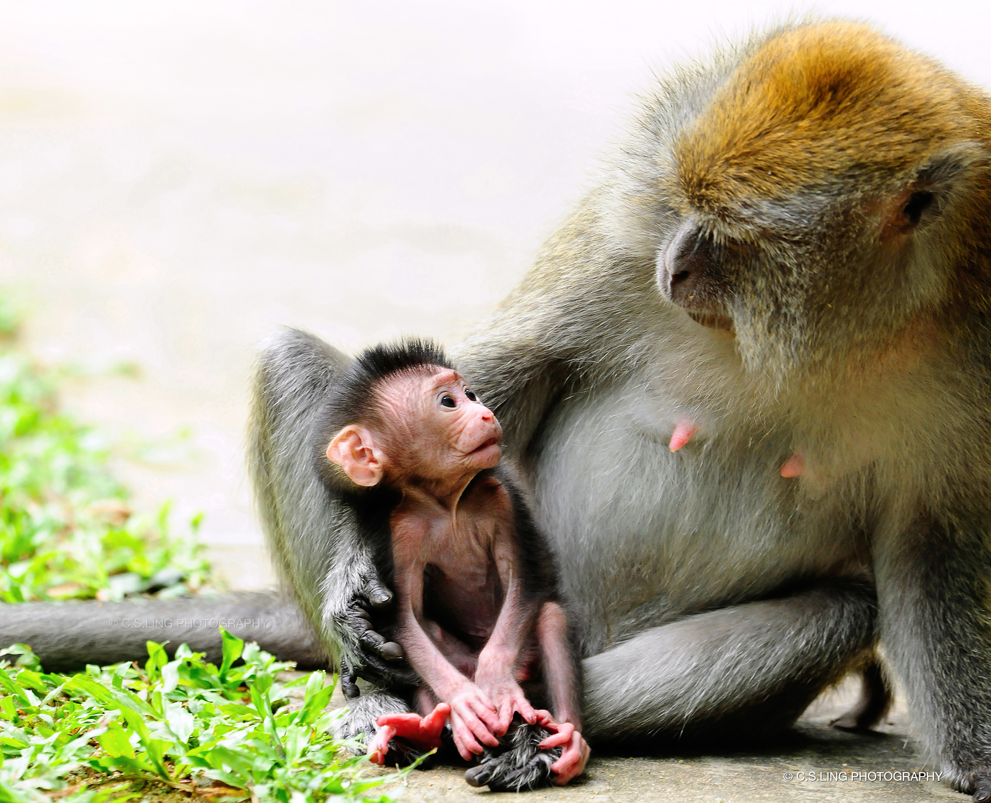 Long-tailed Macaque mother child bonding | Singapore Wildlife Photographer