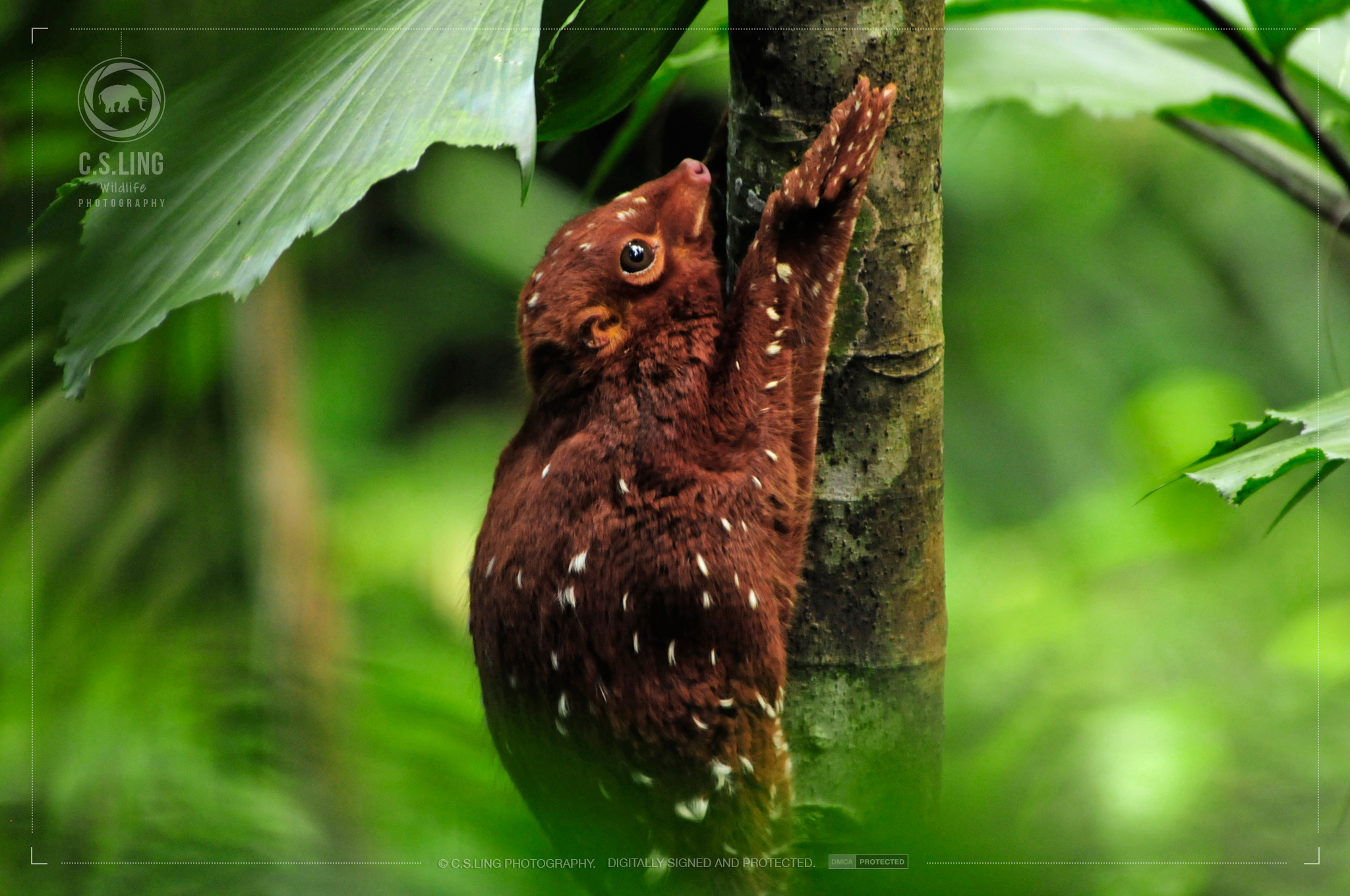 Flying Lemur Colougo | Singapore Wildlife Photographer
