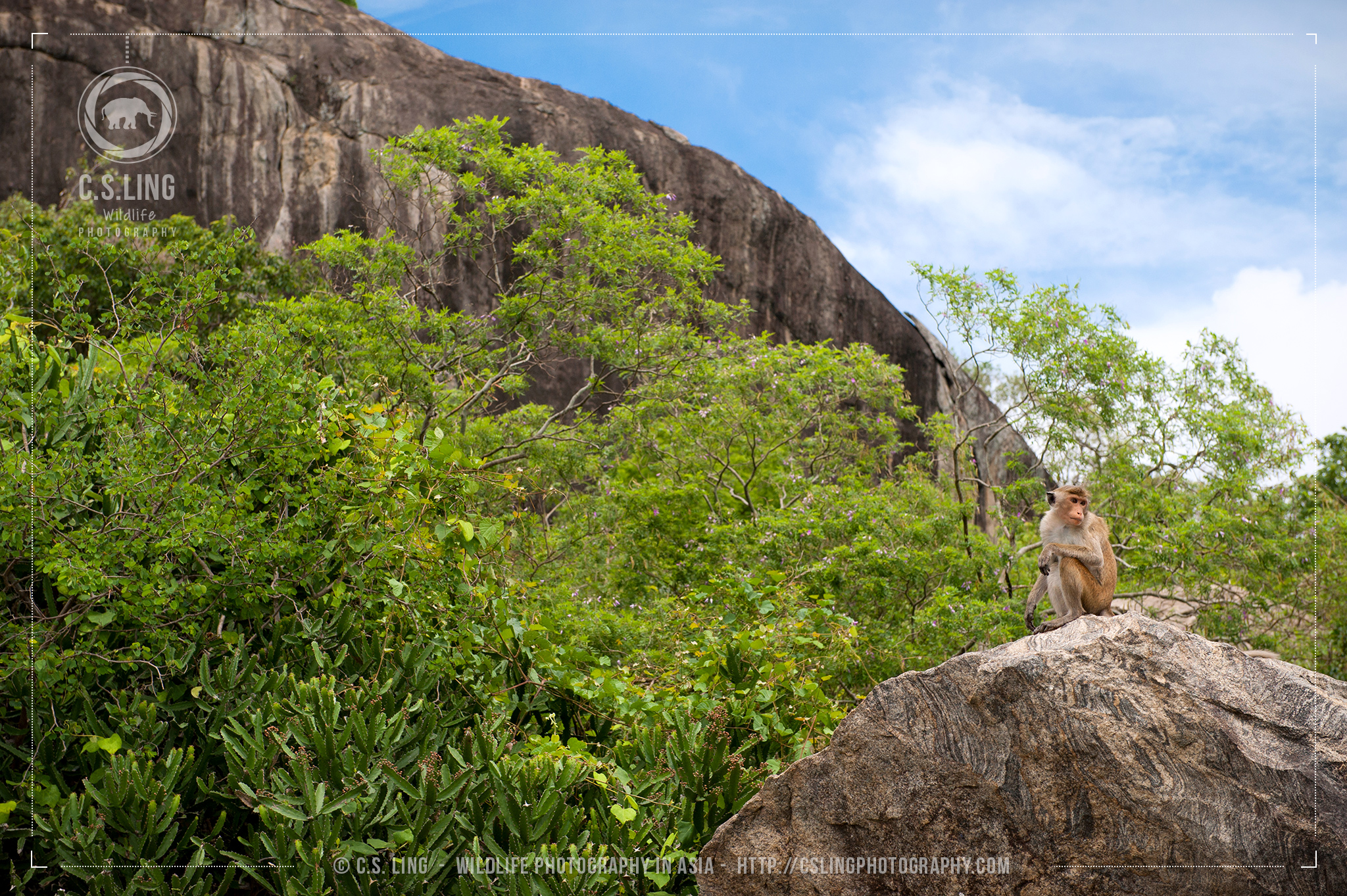 Toque Macaque at Dambulla Sri Lanka - Asia Wildlife Photographer C.S.Ling