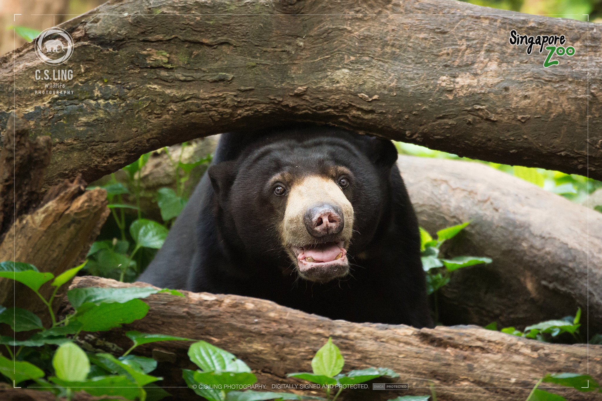 Singapore Zoo Sunbear by C.S.Ling